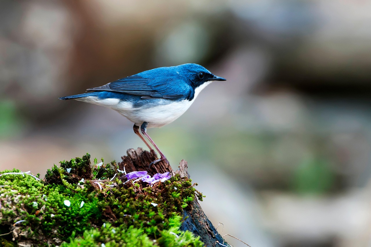 De vogels van Suriname
