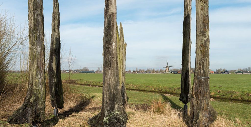 Wandeling naar oude veeneiken