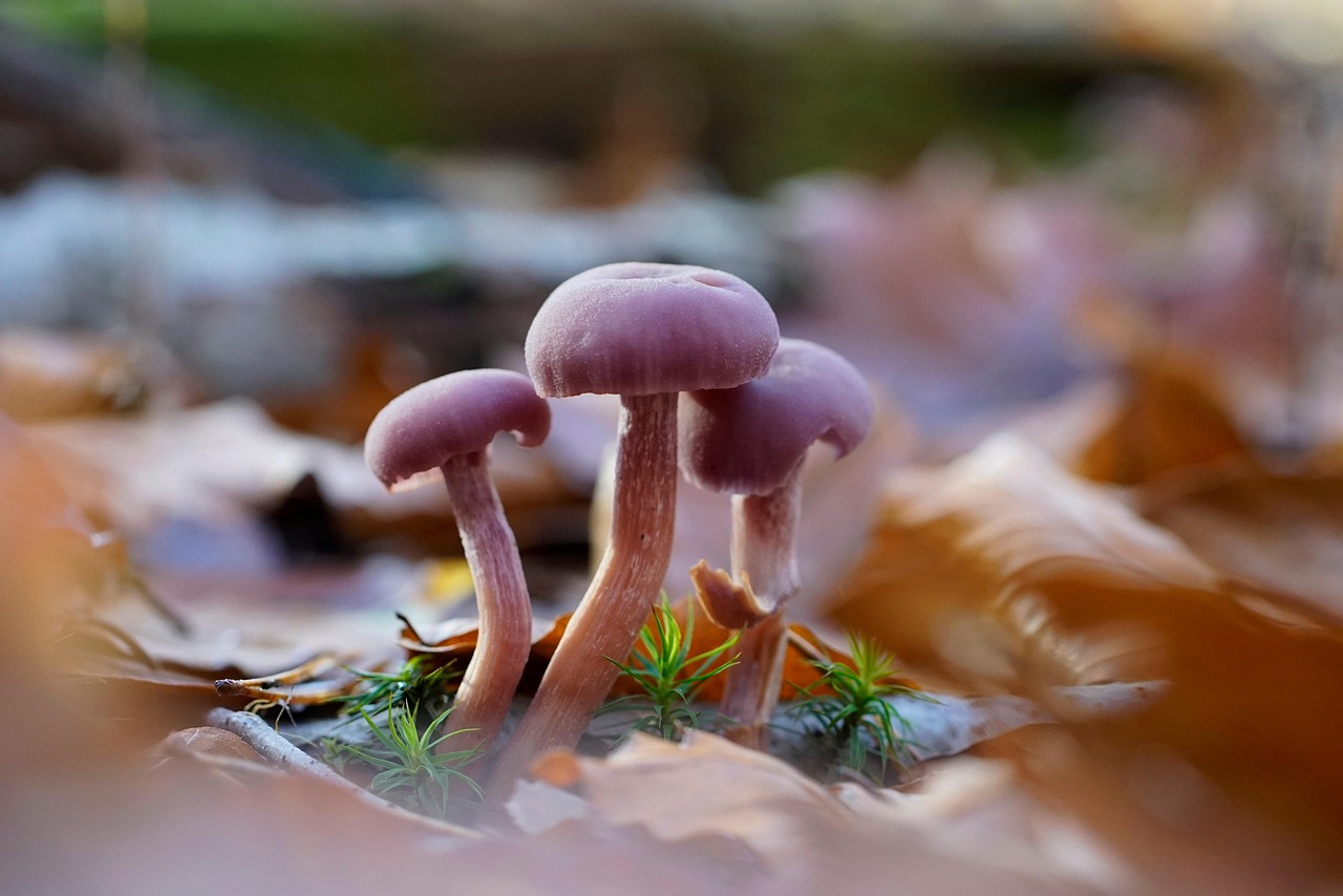 Op zoek naar paddenstoelen in het Alblasserbos