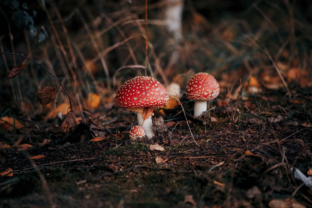 Maak je eigen herfststukje